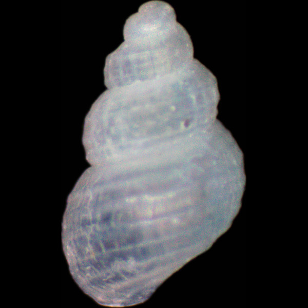 Alvania parvula