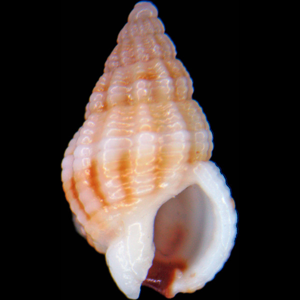 Tritia incrassata