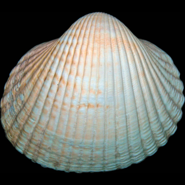 Cerastoderma edule
