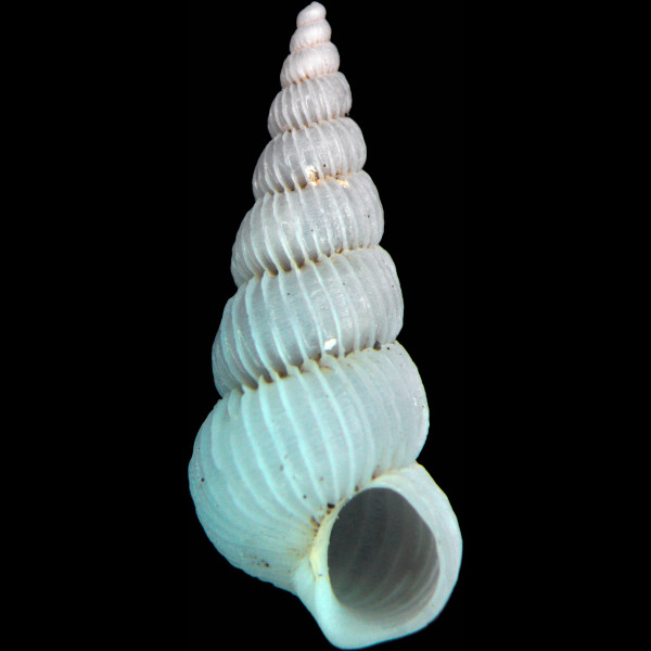 Epitonium pulchellum
