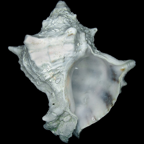 Hexaplex trunculus