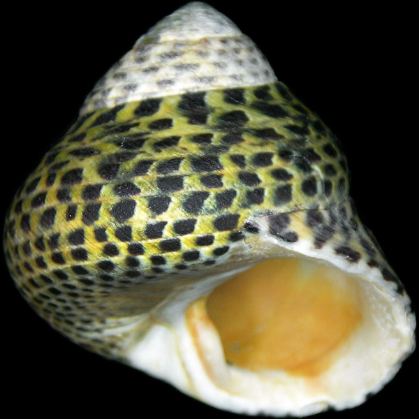 Phorcus turbinatus