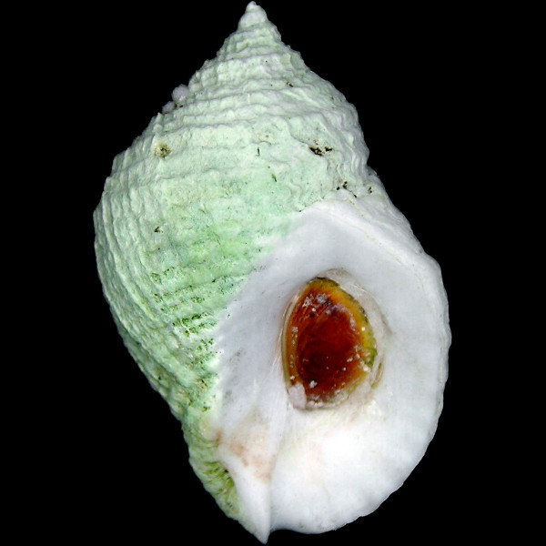 Nucella lapillus