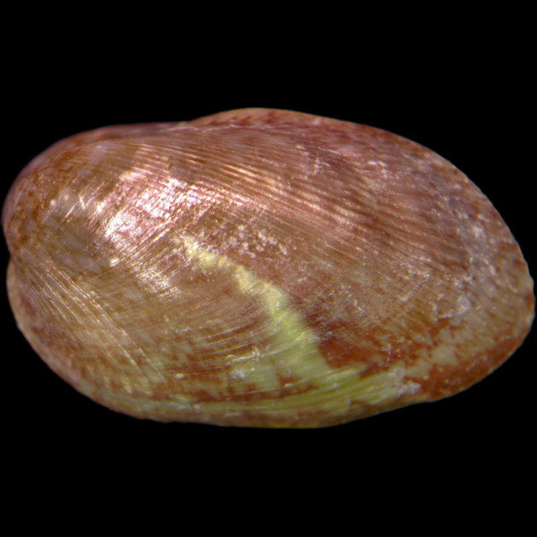 Musculus subpictus