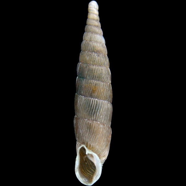 Alinda biplicata
