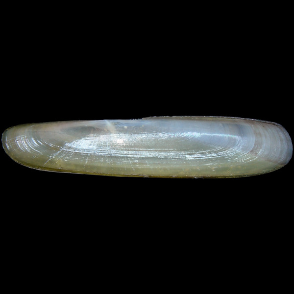Pharus legumen