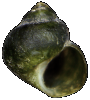gastropods.net