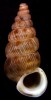 Cochlostoma septemspirale from southern Germany